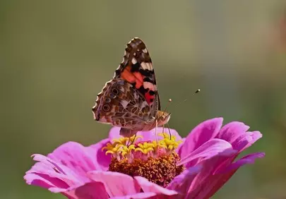 Vibrant Painted Lady Butterfly on Zinnia Macro