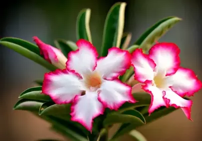 Vibrant Tropical Adenium: White Petals, Pink Edges