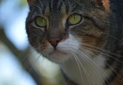Captivating Gaze: Tabby Cat's Intense Watchfulness