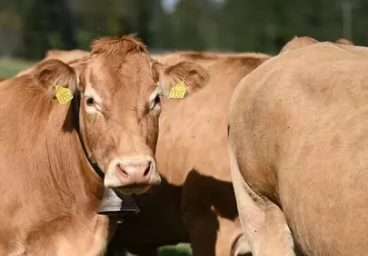 Serene Brown Cattle Grazing in Sun-Drenched Pasture