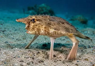 Bizarre Tripod Fish: Unveiling Deep-Sea Wonders