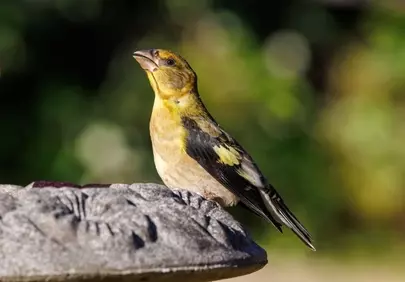 Vibrant Yellow-Brown Bird: A Striking Wildlife Portrait