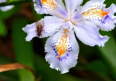 Vibrant Crested Iris with Intricate Fly Detail