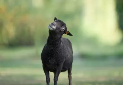 Curious Black Sheep with Tilted Head on a Green Background