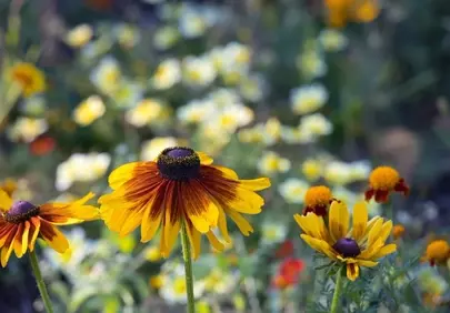 Vibrant Rudbeckia Blooms in a Serene Garden