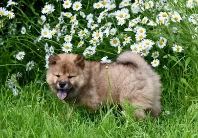 Charming Eurasian Puppy: A Fluffy Delight in a Daisy Meadow