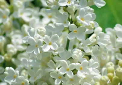 Stunning White Lilac: Pure Springtime Beauty in Bloom