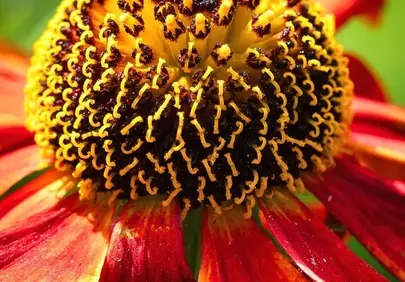 Vibrant Macro Bloom: Fiery Petals and Golden Core