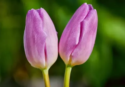 Vibrant Pink Tulip Duo: Nature's Delicate Spring Beauty