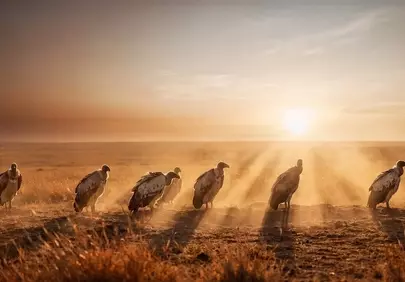 Dramatic Sunset: Vultures on African Plain