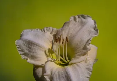 Stunning Cream Lily Macro: Vibrant Botanical Beauty