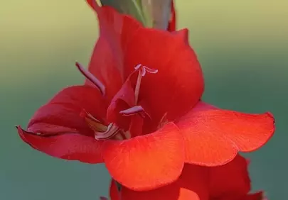 Vibrant Red Gladiolus: A Stunning Summer Bloom Macro