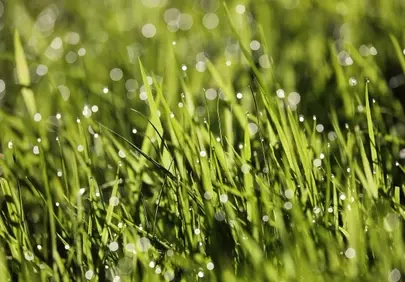 Vibrant Dew-Kissed Grass: Nature's Refreshing Morning Glow