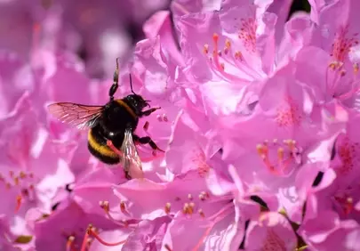 Vibrant Bumblebee Foraging on Pink Rhododendron Blossom