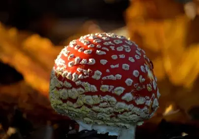 Vivid Fly Agaric: A Captivating Autumn Woodland Gem