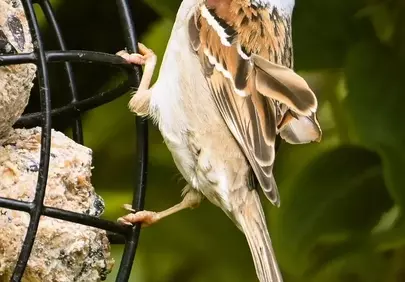 Charming Sparrow Delights at a Backyard Bird Feeder