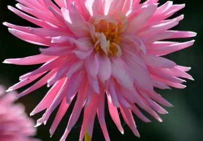 Radiant Pink Cactus Dahlia in Summer Garden