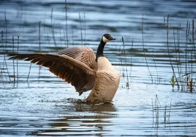 Majestic Canada Goose: Wings Spread in Golden Sunset Bathe