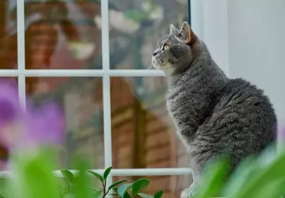 Charming Gray British Shorthair Gazing Outdoors