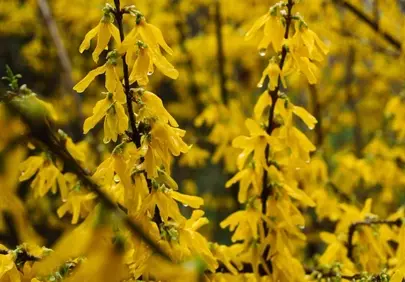Vibrant Yellow Forsythia Blooms with Sparkling Raindrops