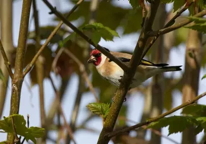 Vibrant Goldfinch Perched in Lush Spring Foliage