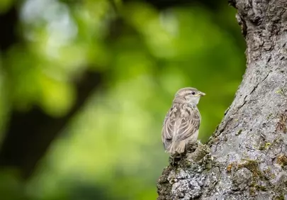 Serene Sparrow: Nature's Hidden Gem on a Verdant Tree