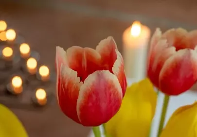 Vibrant Tulips & Candlelight: Serene Floral Beauty