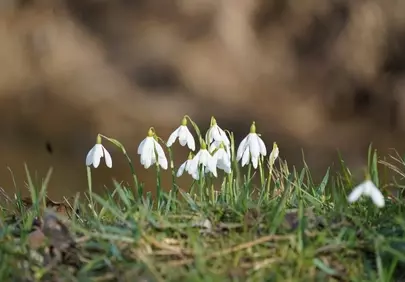 Pure Snowdrop Blooms: Winter's Delicate First Kiss