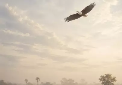 Majestic African Eagle Soars Over Misty Safari Sunrise