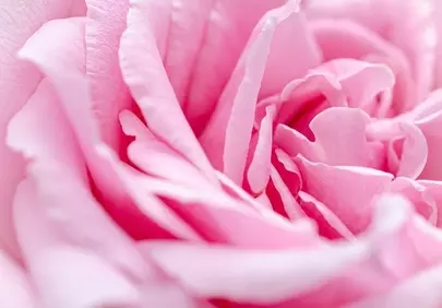 Delicate Pink Rose Petals: A Soft Floral Dream