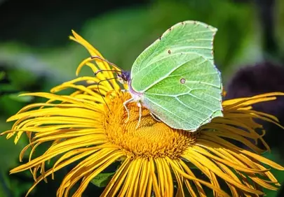 Vibrant Summer: Lemon Butterfly on Golden Flower Bloom