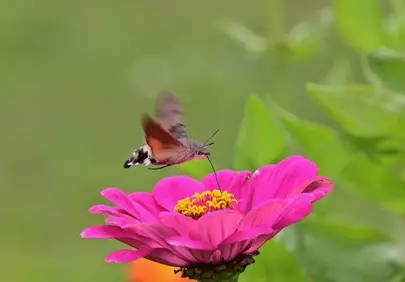 Hummingbird Moth's Delicate Dance on a Vibrant Zinnia Blossom