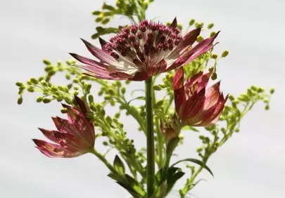 Exquisite Masterwort Bloom: Nature's Pink Petal Art