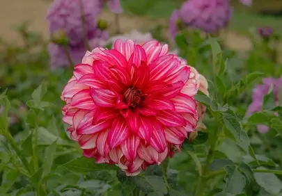 Vibrant Pink Dahlia Bloom: Nature's Stunning Masterpiece
