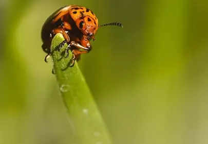 Vibrant Macro: Ladybug Perched on Fresh Green Leaf