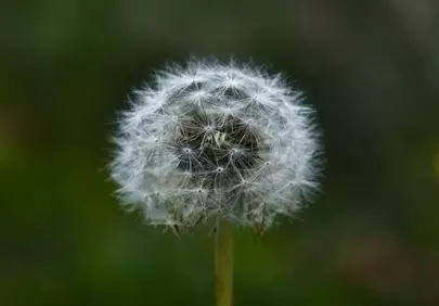 Enchanting Dandelion Seed Head: Nature's Delicate Design