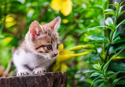 Adorable Tabby Kitten Exploring a Vibrant Garden