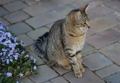 Charming Striped Cat Relaxing in a Vibrant Summer Garden