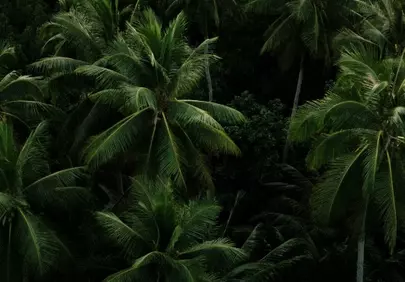 Verdant Paradise: Dense Tropical Forest Palm Trees