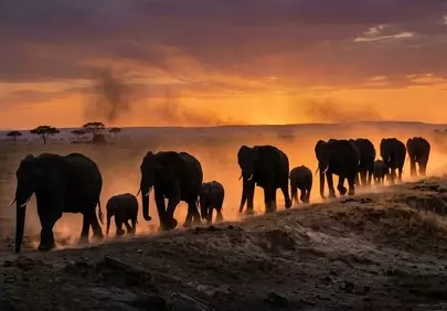 Majestic Elephant Migration Against a Fiery African Sunset