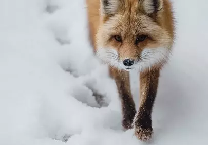 Stunning Red Fox: Majestic Predator in a Winter Wonderland