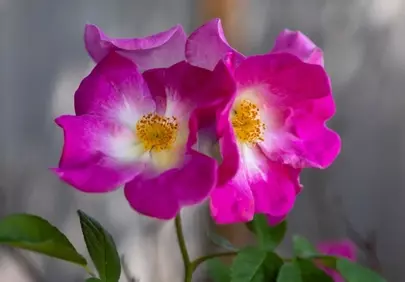 Vibrant Pink Wild Roses Blooming in Spring Garden