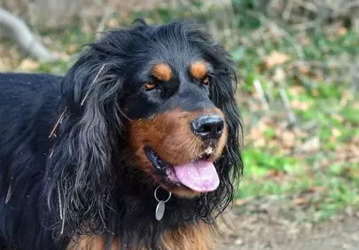 Majestic Gordon Setter: A Captivating Canine Portrait