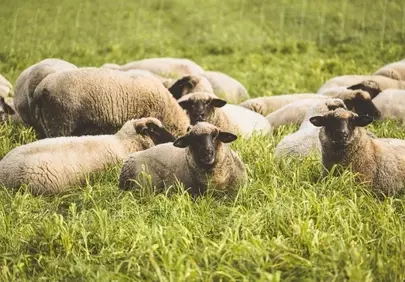 Idyllic Spring Pasture: Serene Sheep Grazing on Green Fields