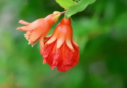 Vibrant Pomegranate Bloom: Nature's Fiery Jewel