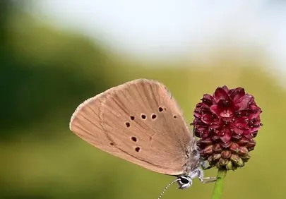 Stunning Macro: Butterfly's Delicate Dance on Blossom