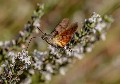 Hummingbird Hawk-Moth: Nectar Seeker on Lavender