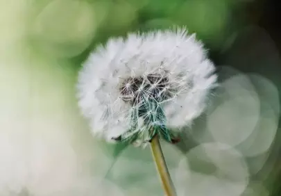 Stunning Dandelion Close-up: Fluffy Nature's Beauty