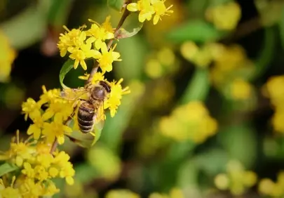Vibrant Yellow Blossom with Busy Bumblebee Pollination