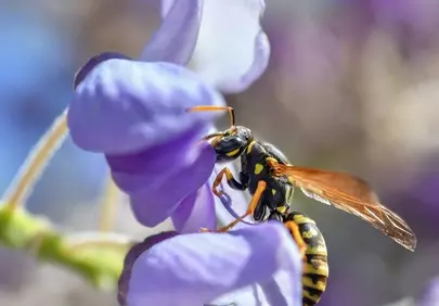 Vibrant Macro: Wasp Pollinating Blooming Wisteria in Natural Light